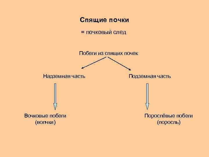 Спящие почки = почковый след Побеги из спящих почек Надземная часть Вочковые побеги (волчки)