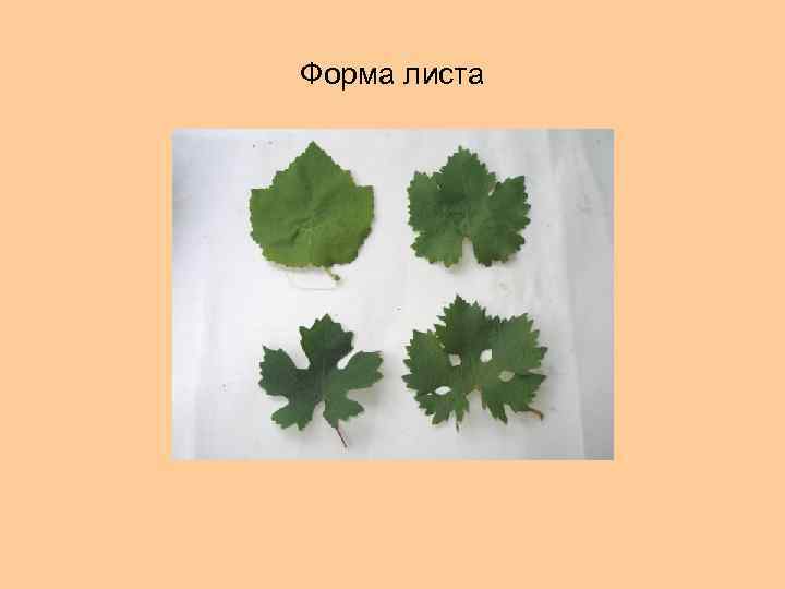 Форма листа 