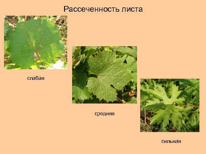Рассеченность листа слабая средняя сильная 