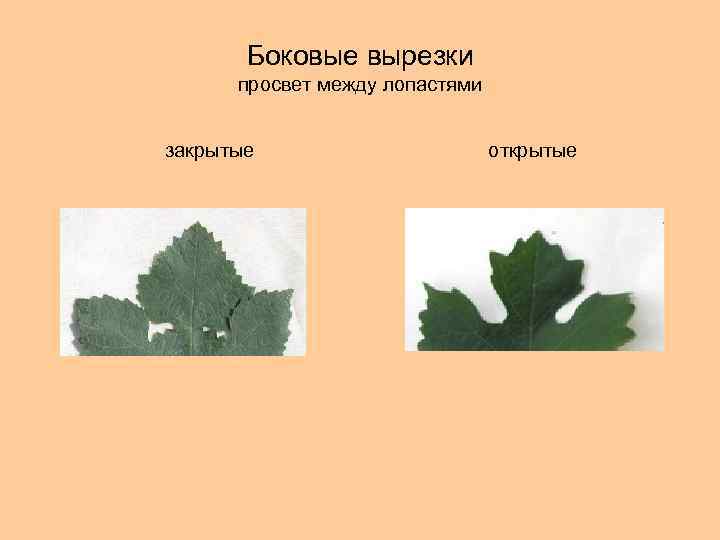 Боковые вырезки просвет между лопастями закрытые открытые 