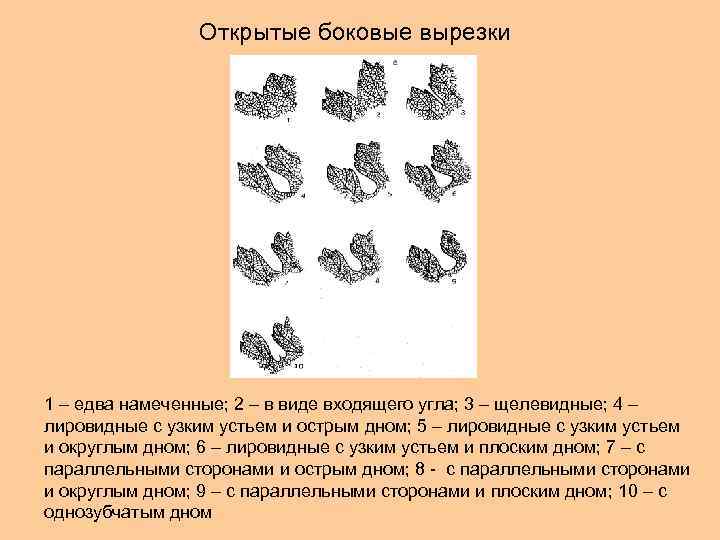 Открытые боковые вырезки 1 – едва намеченные; 2 – в виде входящего угла; 3