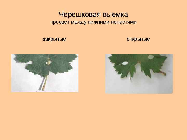 Черешковая выемка просвет между нижними лопастями закрытые открытые 