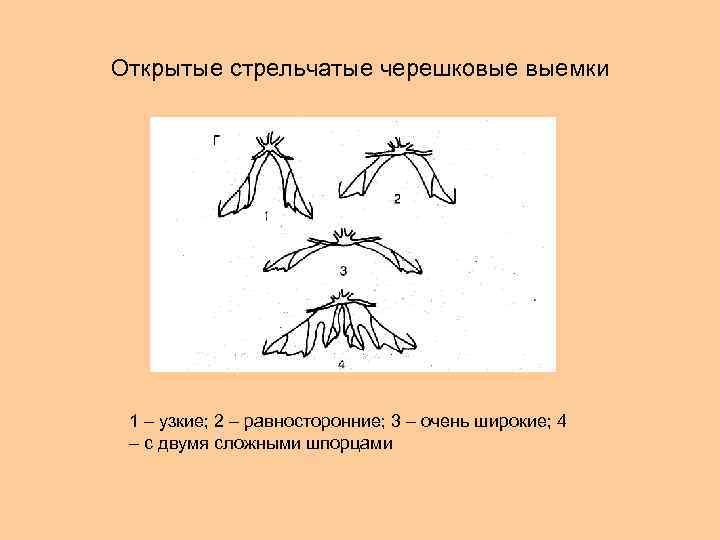 Открытые стрельчатые черешковые выемки 1 – узкие; 2 – равносторонние; 3 – очень широкие;