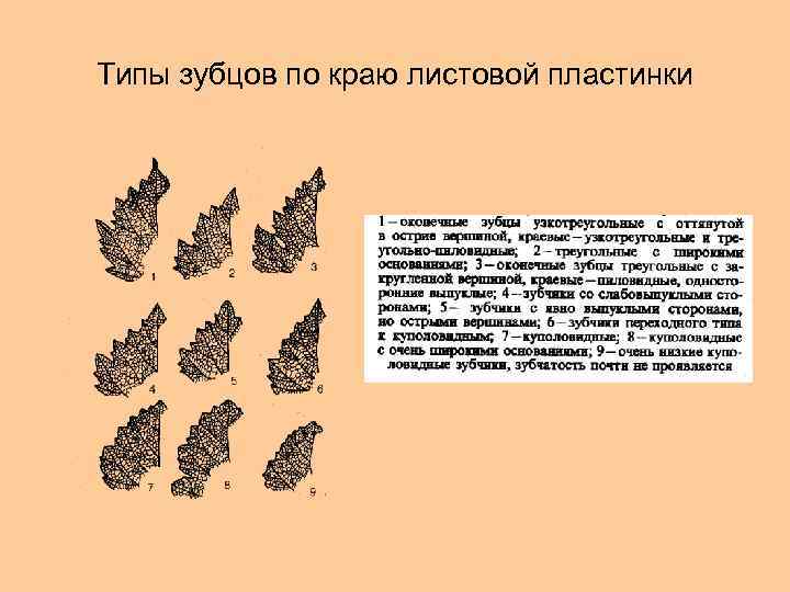 Типы зубцов по краю листовой пластинки 