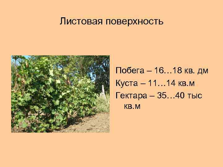 Листовая поверхность Побега – 16… 18 кв. дм Куста – 11… 14 кв. м