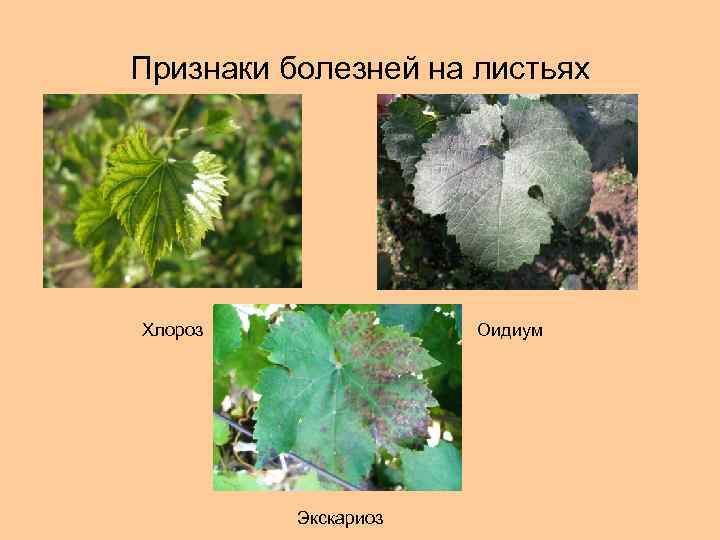 Признаки болезней на листьях Хлороз Оидиум Экскариоз 