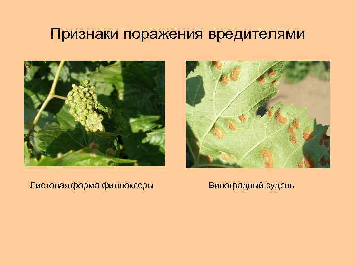 Признаки поражения вредителями Листовая форма филлоксеры Виноградный зудень 