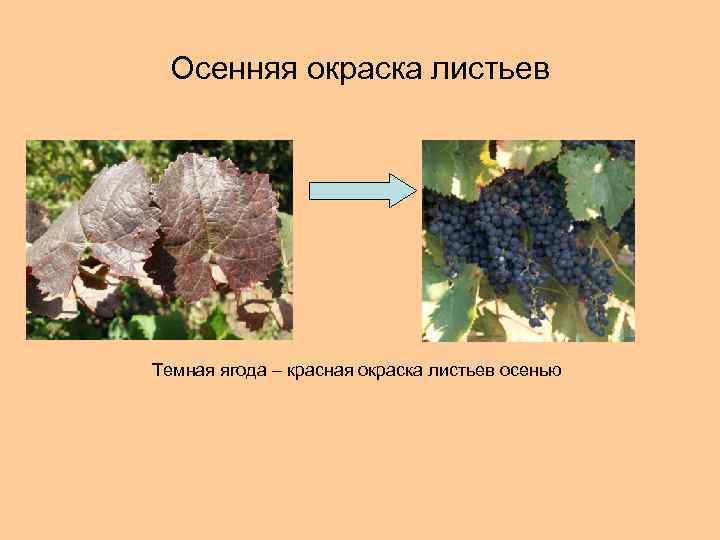 Осенняя окраска листьев Темная ягода – красная окраска листьев осенью 