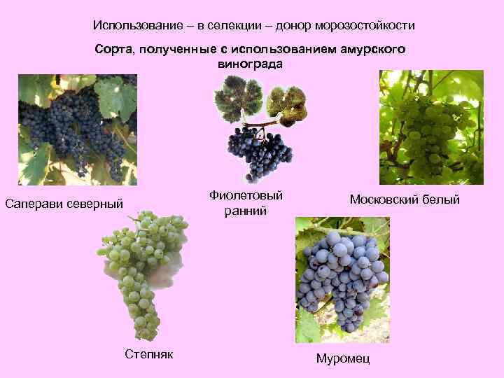 Сорт винограда степняк фото и описание