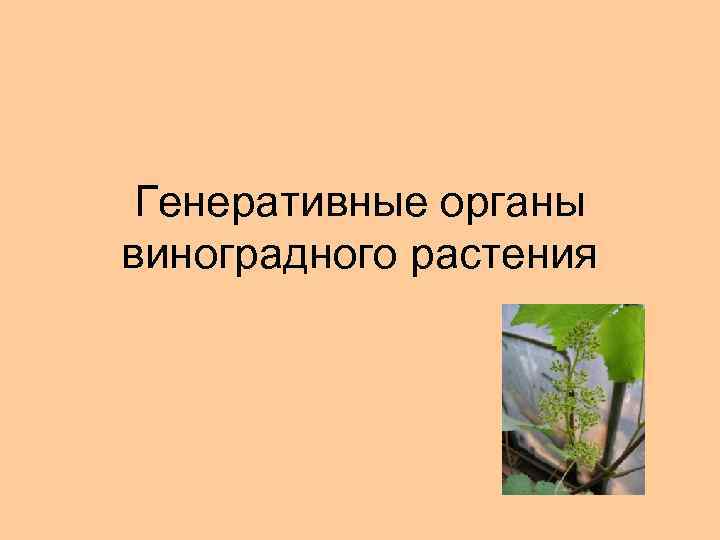 Генеративные органы виноградного растения 