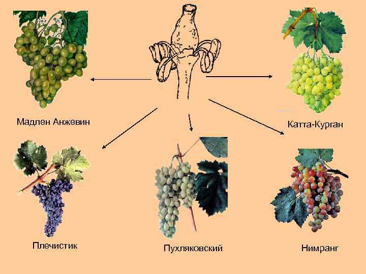 Мадлен Анжевин Плечистик Катта-Курган Пухляковский Нимранг 