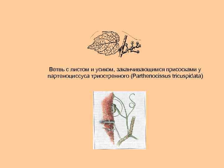 Ветвь с листом и усиком, заканчивающимся присосками у партеноциссуса триостренного (Parthenocissus tricuspidata) 