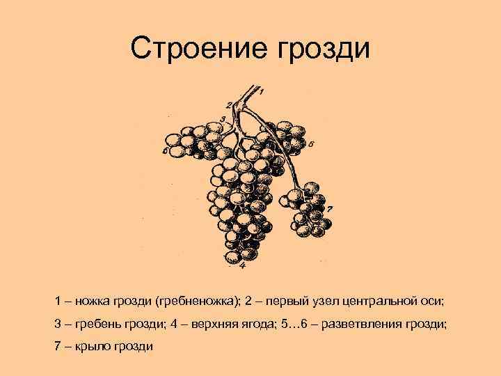 Строение грозди 1 – ножка грозди (гребненожка); 2 – первый узел центральной оси; 3