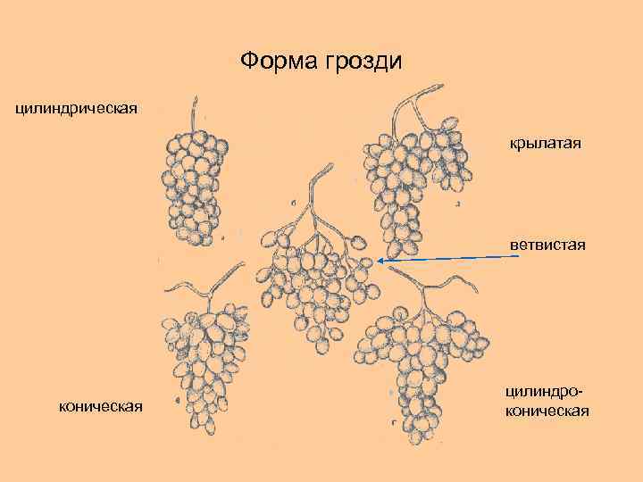 Гроздья разбор. Строение плодов винограда. Строение плода винограда. Строение виноградной грозди. Строение грозди винограда.