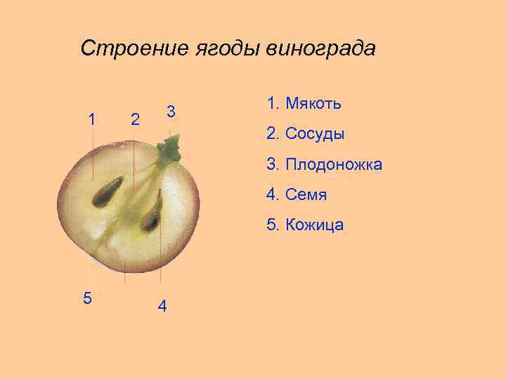 Строение ягоды винограда 1 2 3 1. Мякоть 2. Сосуды 3. Плодоножка 4. Семя