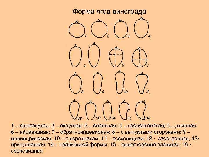 Форма ягод винограда 1 – сплюснутая; 2 – округлая; 3 – овальная; 4 –