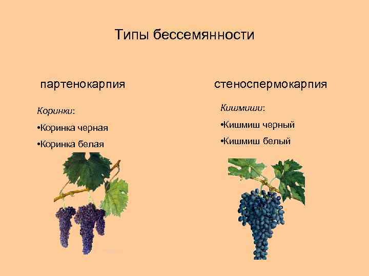 Типы бессемянности партенокарпия стеноспермокарпия Коринки: Кишмиши: • Коринка черная • Кишмиш черный • Коринка