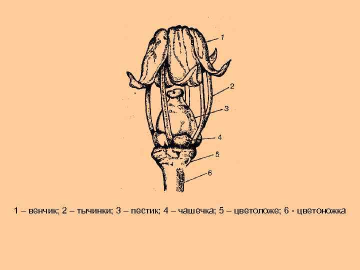 1 – венчик; 2 – тычинки; 3 – пестик; 4 – чашечка; 5 –