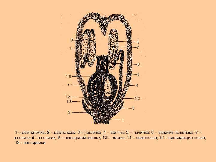 1 – цветоножка; 2 – цветоложе; 3 – чашечка; 4 – венчик; 5 –