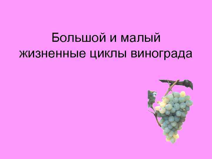 Большой и малый жизненные циклы винограда 