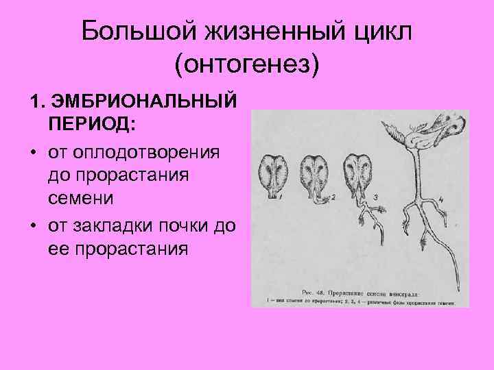 Онтогенез растений. Онтогенез цикл. Жизненный цикл семени. Жизненный цикл винограда. Онтогенез виноградного растения.