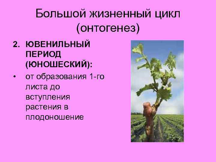 Большой жизненный цикл (онтогенез) 2. ЮВЕНИЛЬНЫЙ ПЕРИОД (ЮНОШЕСКИЙ): • от образования 1 -го листа