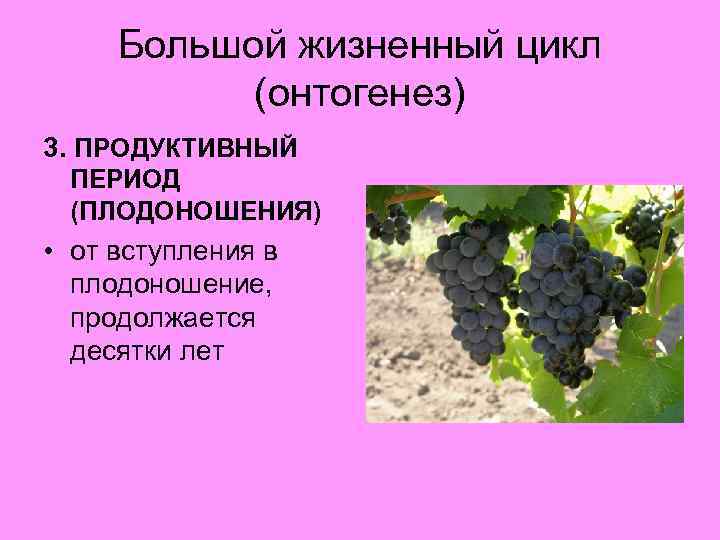 Большой жизненный цикл (онтогенез) 3. ПРОДУКТИВНЫЙ ПЕРИОД (ПЛОДОНОШЕНИЯ) • от вступления в плодоношение, продолжается