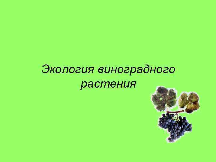 Экология виноградного растения 