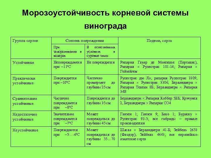 Морозостойкость сорта. Морозостойкость сортов винограда таблица. Морозостойкость растений таблица. Морозостойкость корневой системы винограда. Таблица зимостойкости винограда.