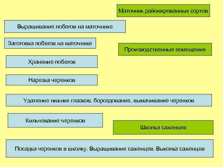 Маточник районированных сортов Выращивание побегов на маточнике Заготовка побегов на маточнике Производственные помещения Хранение