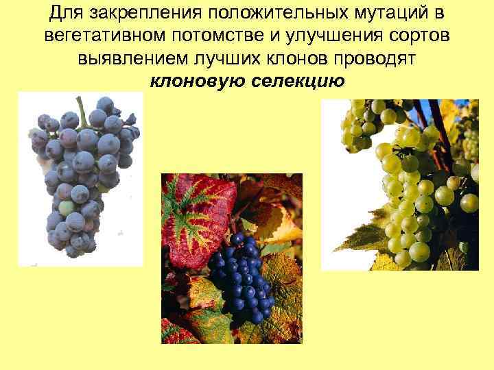 Для закрепления положительных мутаций в вегетативном потомстве и улучшения сортов выявлением лучших клонов проводят
