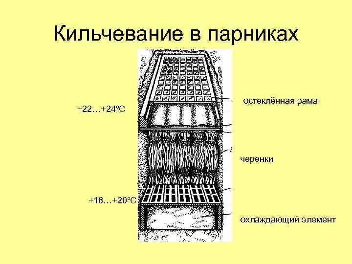 Кильчевание в парниках +22…+24ºС остеклённая рама черенки +18…+20ºС охлаждающий элемент 