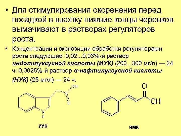  • Для стимулирования окоренения перед посадкой в школку нижние концы черенков вымачивают в