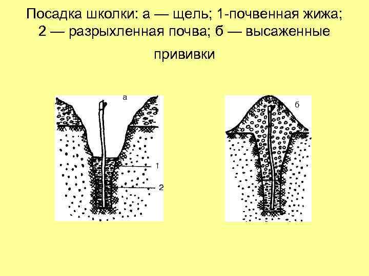 Посадка школки: а — щель; 1 -почвенная жижа; 2 — разрыхленная почва; б —