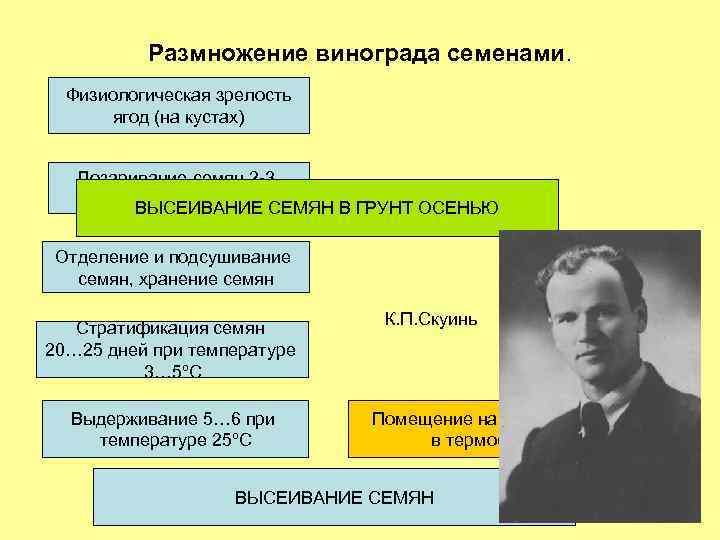 Размножение винограда семенами. Физиологическая зрелость ягод (на кустах) Дозаривание семян 2 -3 месяца (в