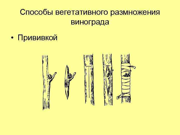 Способы вегетативного размножения винограда • Прививкой 
