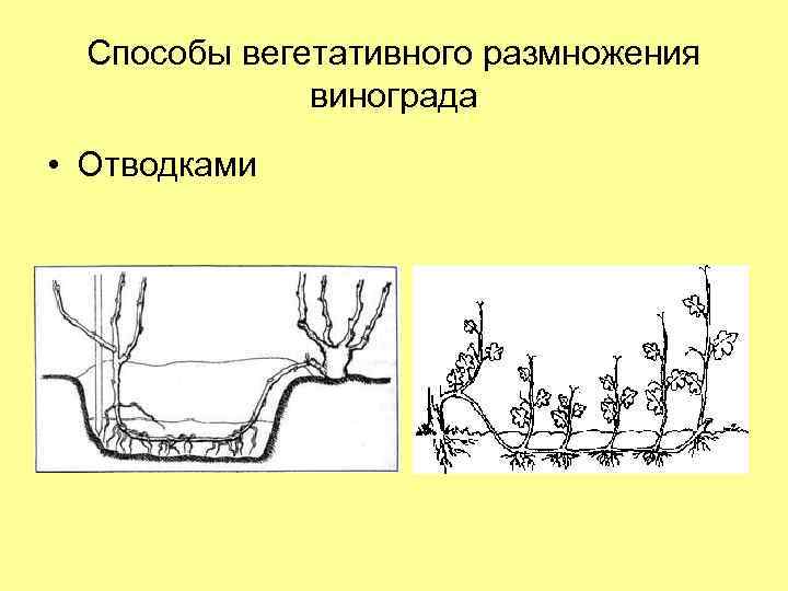 Технологии вегетативного размножения растений технология 5 класс презентация