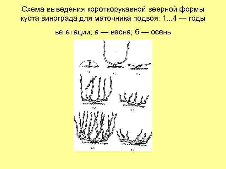 Схема выведения короткорукавной веерной формы куста винограда для маточника подвоя: 1. . . 4