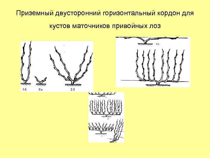 Приземный двусторонний горизонтальный кордон для кустов маточников привойных лоз 