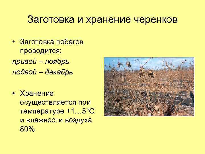 Заготовка и хранение черенков • Заготовка побегов проводится: привой – ноябрь подвой – декабрь