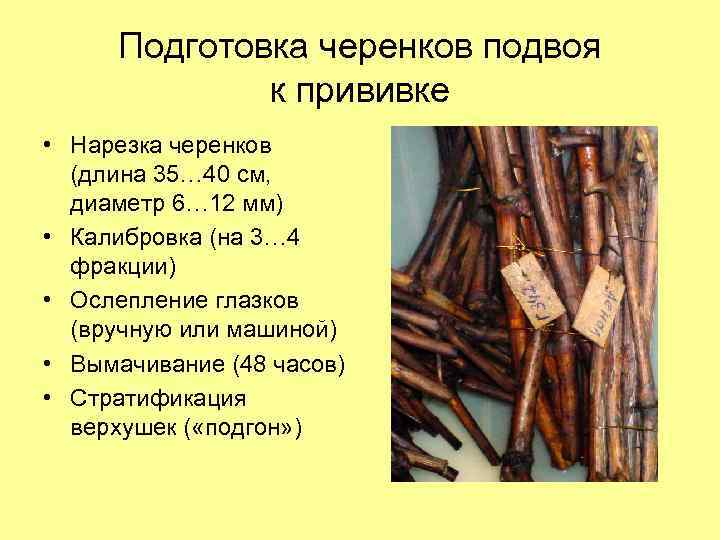 Подготовка черенков подвоя к прививке • Нарезка черенков (длина 35… 40 см, диаметр 6…