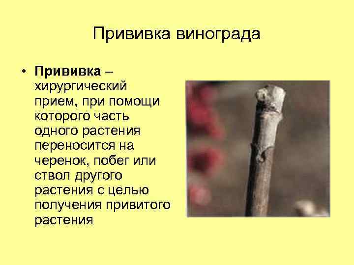 Прививка растений. Этапы прививки растений. Окулировка винограда. Как осуществляется прививка у растений.