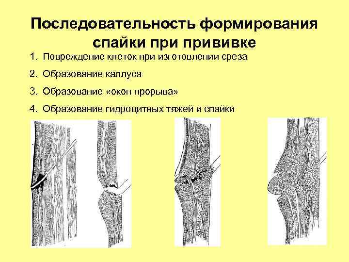 Последовательность формирования спайки прививке 1. Повреждение клеток при изготовлении среза 2. Образование каллуса 3.