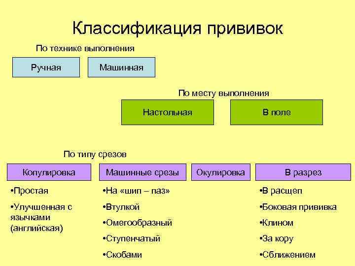 Классификация прививок По технике выполнения Ручная Машинная По месту выполнения Настольная В поле По