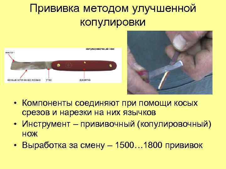 Прививка методом улучшенной копулировки • Компоненты соединяют при помощи косых срезов и нарезки на