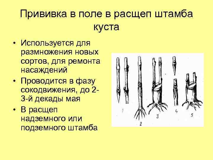 Прививка в поле в расщеп штамба куста • Используется для размножения новых сортов, для