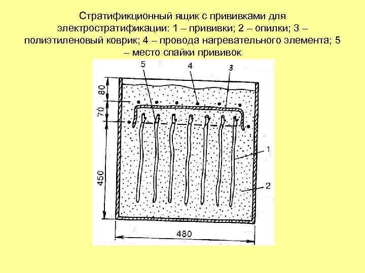 Стратификционный ящик с прививками для электростратификации: 1 – прививки; 2 – опилки; 3 –