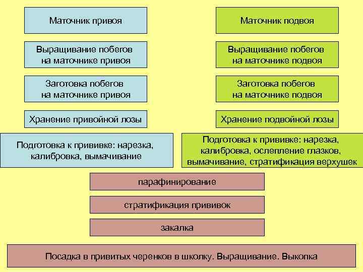 Маточник привоя Маточник подвоя Выращивание побегов на маточнике привоя Выращивание побегов на маточнике подвоя