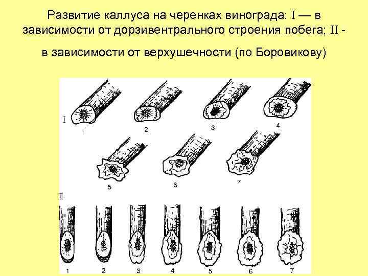 Развитие каллуса на черенках винограда: — в зависимости от дорзивентрального строения побега; в зависимости