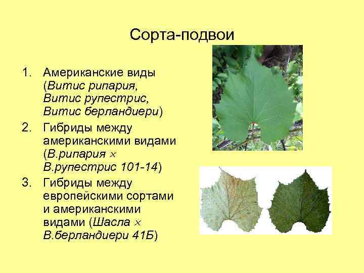 Сорта-подвои 1. Американские виды (Витис рипария, Витис рупестрис, Витис берландиери) 2. Гибриды между американскими